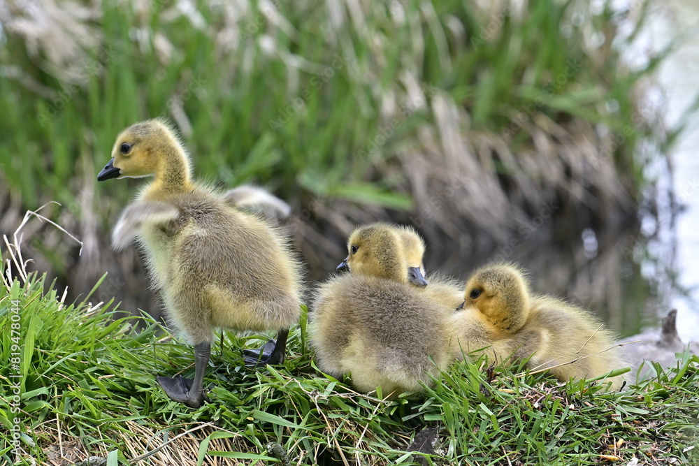Canadian goose cubs Canadian goose cubs
