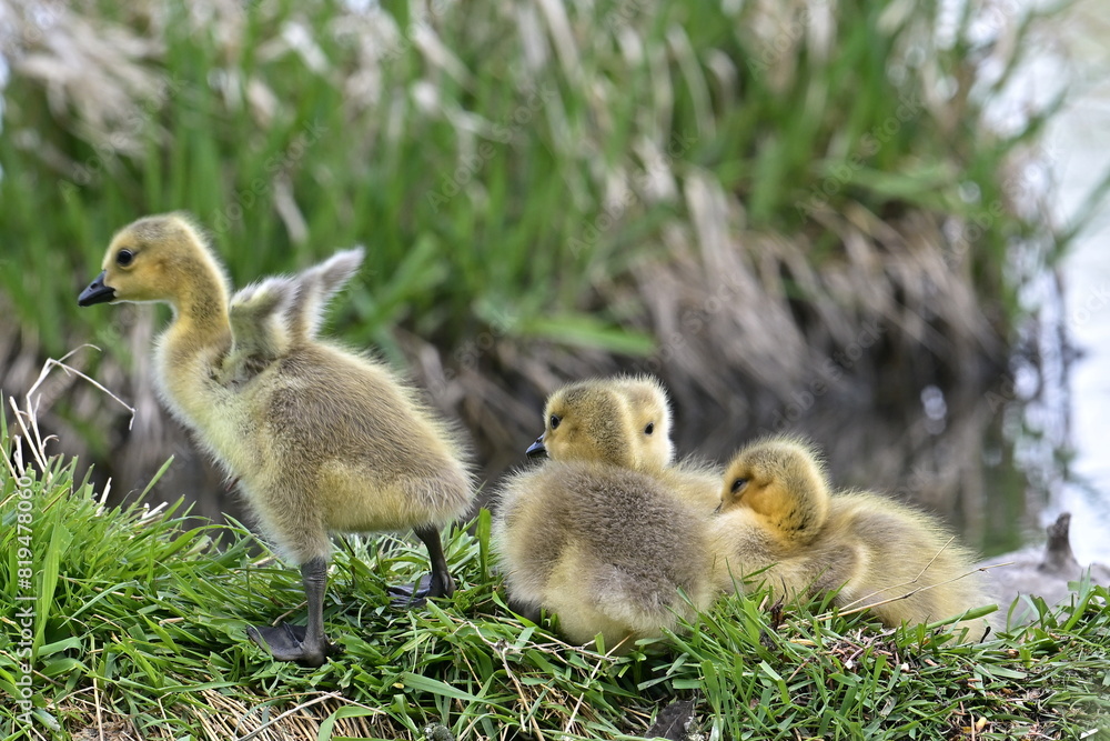 Canadian goose cubs Canadian goose cubs