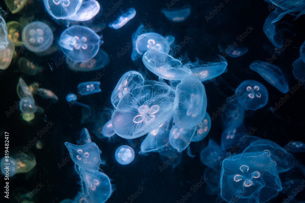 Obraz premium jellyfish in the night, jellyfish in the water