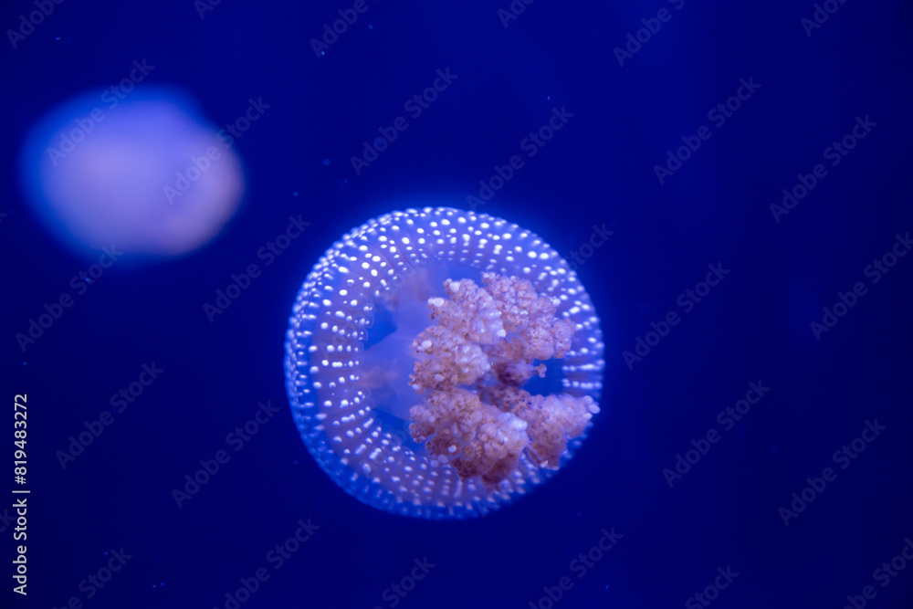 jellyfish in the night, jellyfish in the water jellyfish in the night, jellyfish in the water