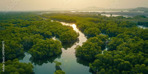 An aerial view showcases a mangrove forest with green trees, sunlight, and water, forming a beautiful landscape.