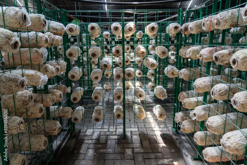 是否
Oyster mushrooms - Pleurotus ostreatus growing in a greenhouse for mushrooms. photo