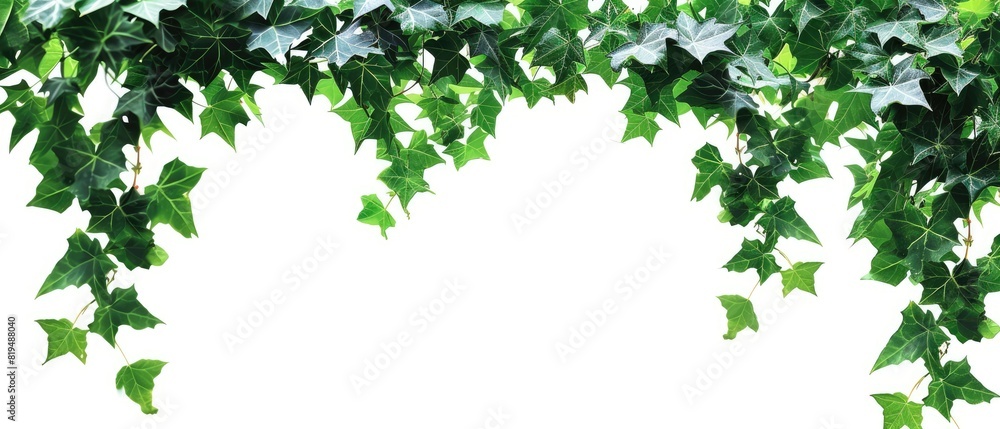 Ivy vine with copyspace, isolated on white background Ivy vine with copyspace, isolated on white background