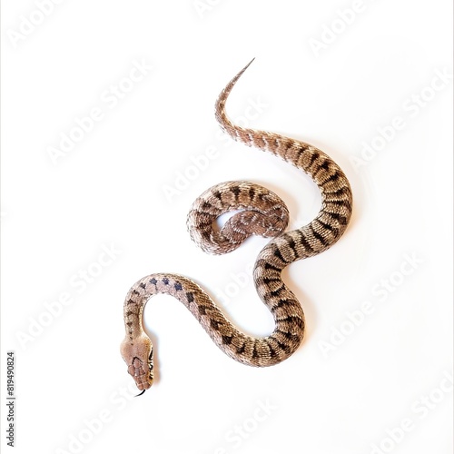 the snake is facing a white background