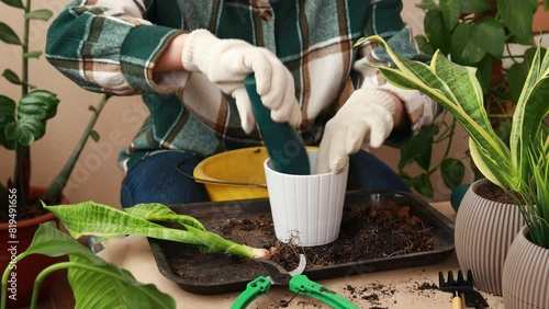 A florist places soil in a flower pot for planting a homemade Sanseveria flower. Care and propagation of flowers and plants, home cultivation.