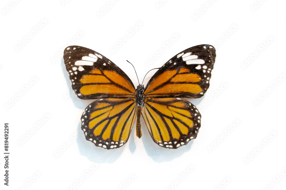 Fototapeta premium Common Tiger (Danaus genutia) butterfly isolated on white background 