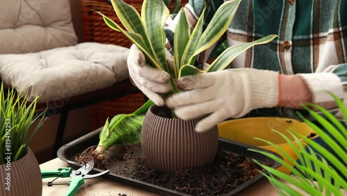A woman places a sprout of a homemade Sanseveria flower in a flower pot with soil in her attic. Care and propagation of flowers and plants.