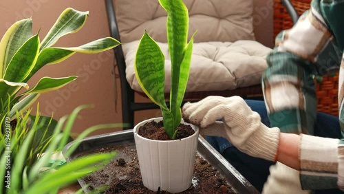 Close-up of a woman planting a homemade sanseveria flower in a flower pot. Care and propagation of flowers and plants, home cultivation.