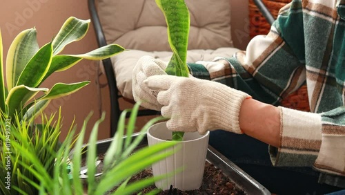 Close-up of a woman placing a sprout of a homemade Sanseveria flower in a flower pot. Care and propagation of flowers and plants, home cultivation.