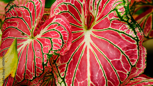 A beautiful abstract red leaves.