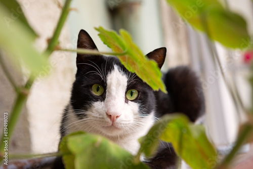 Black and white cat peering through a potted plant