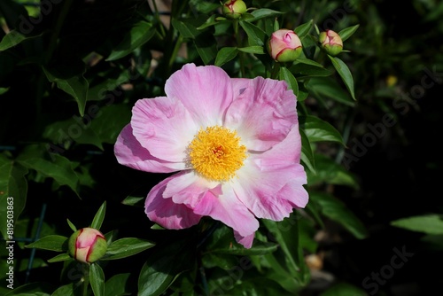 Light Pink Peony with yellow pollens and new buds