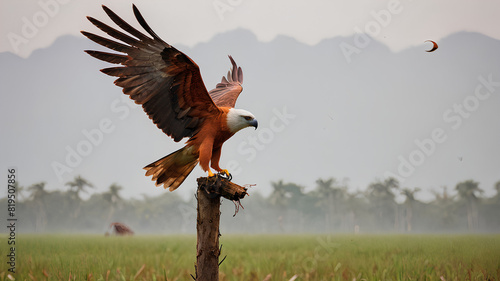 AI image generate segmentation of birds of prey in rice fields photo
