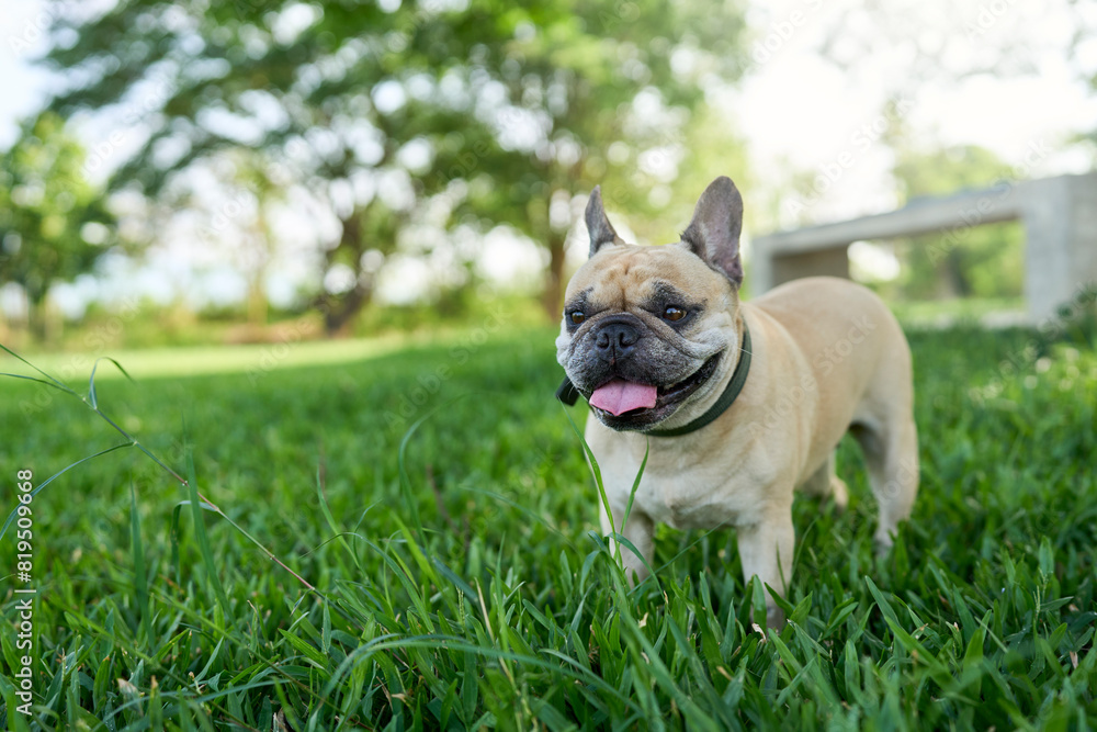 Happy French bulldog standing on grass field in summer. Happy French bulldog standing on grass field in summer.