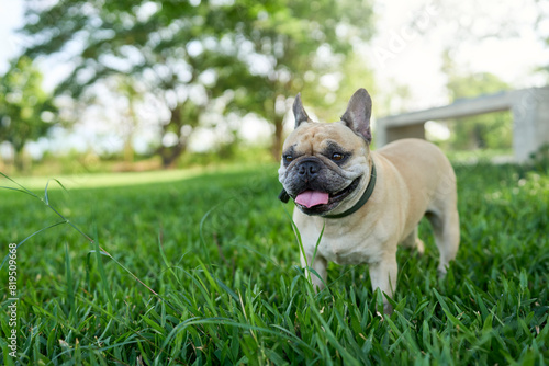 Happy French bulldog standing on grass field in summer.                              