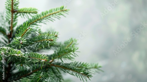 Beautiful Christmas Background with green fir tree brunch close up. Copy space 