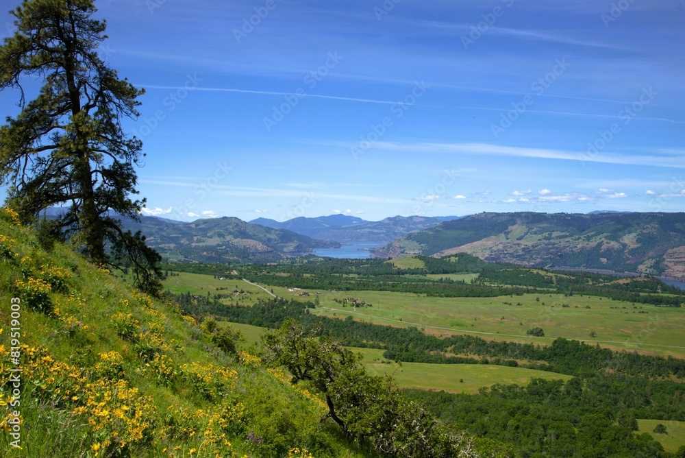 Naklejka premium Single massive pine tree growing along a sloping meadow that is covered in yellow wildflower blossoms overlooking a lush river valley. 