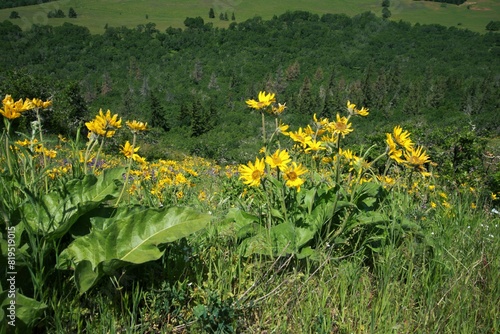 Close up of yellow wildflower blossoms, most likely Carey's Balsamroot (Balsamorhiza careyana), growing on the edge of a overlook with a lush green valley in the distance. 