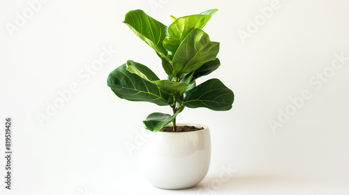 Ficus lyrata or Fiddle-leaf fig in white pot isolated on white background. photo