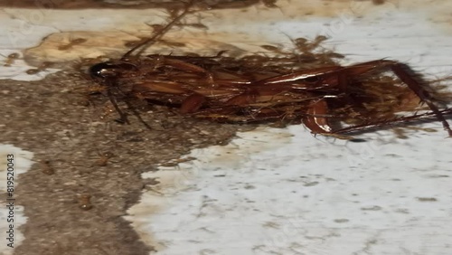 Red ants carry cockroach carcasses photo