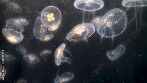 jellyfish in the night, jellyfish in the water