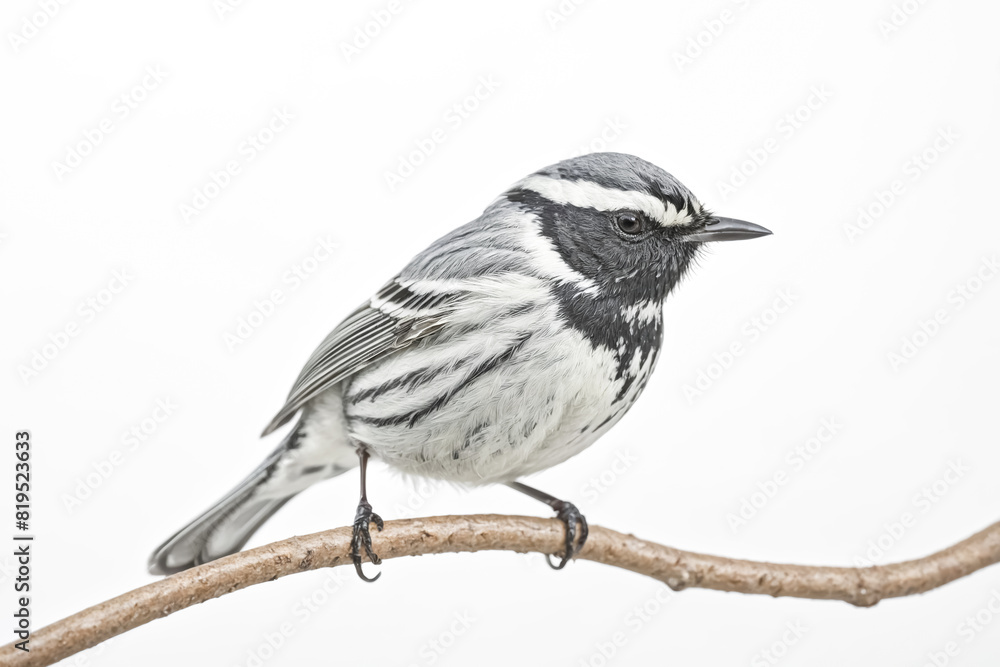 Fototapeta premium Black and white warbler perched on a branch