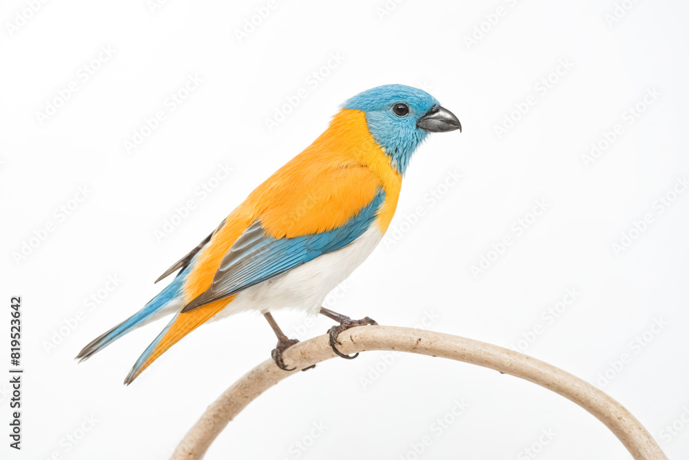 Orange-breasted Bunting Perched on a Branch Orange-breasted Bunting Perched on a Branch