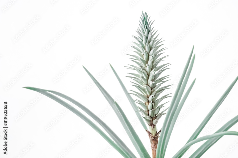 Closeup of a Green Plant with White Background Closeup of a Green Plant with White Background