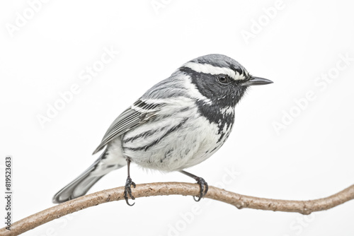Black and white warbler perched on a branch photo