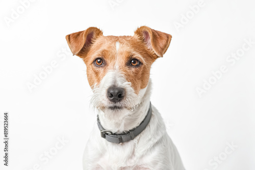 Close up portrait of a Jack Russell Terrier looking at camera