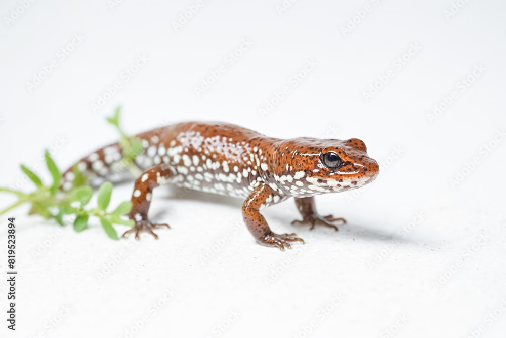 Close-up of a Brown and White Spotted Lizard on a White Background Close-up of a Brown and White Spotted Lizard on a White Background