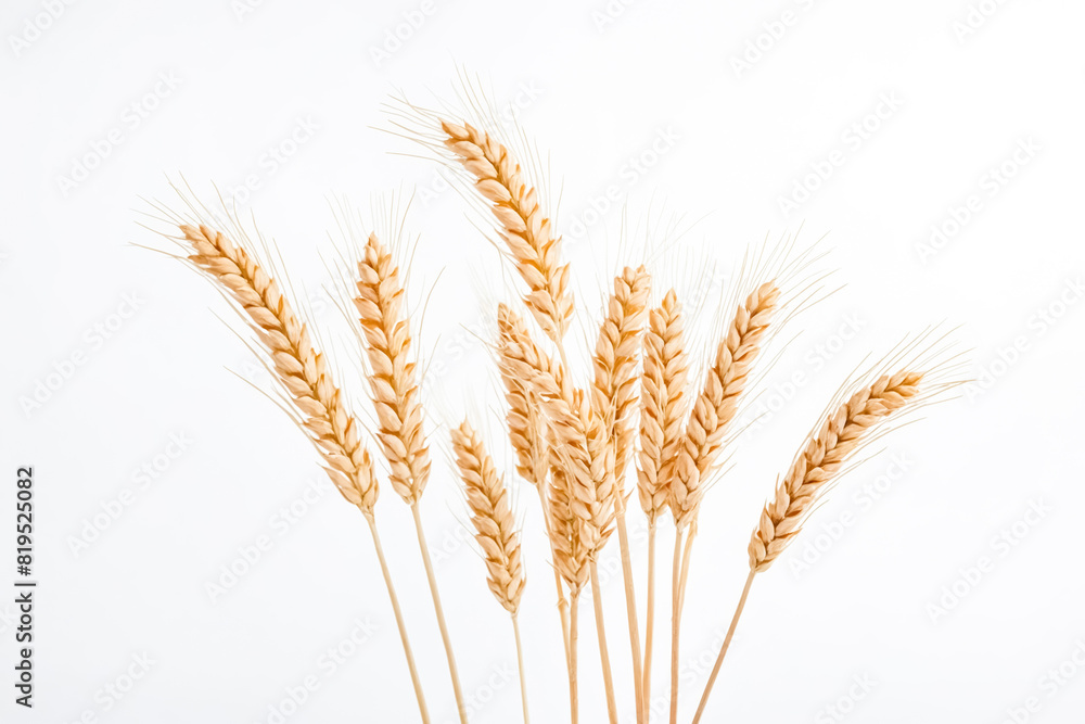 Wheat Spikes Isolated on White Background