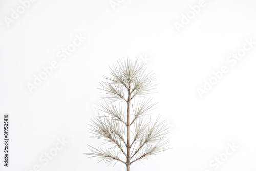 Wallpaper Mural Minimalist Pine Branch on White Background Torontodigital.ca