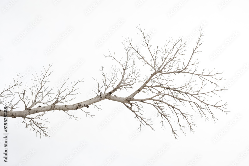 Bare Tree Branch Against a Snowy Forest Background Bare Tree Branch Against a Snowy Forest Background