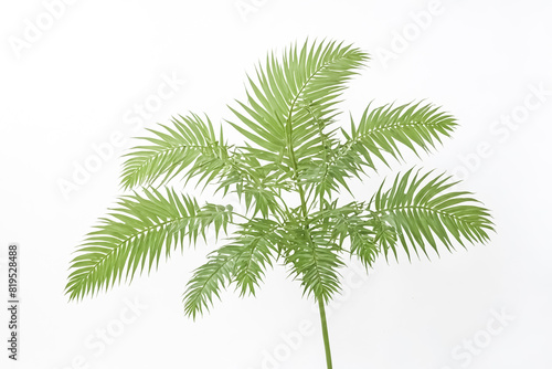 Tropical Palm Fronds on White Background