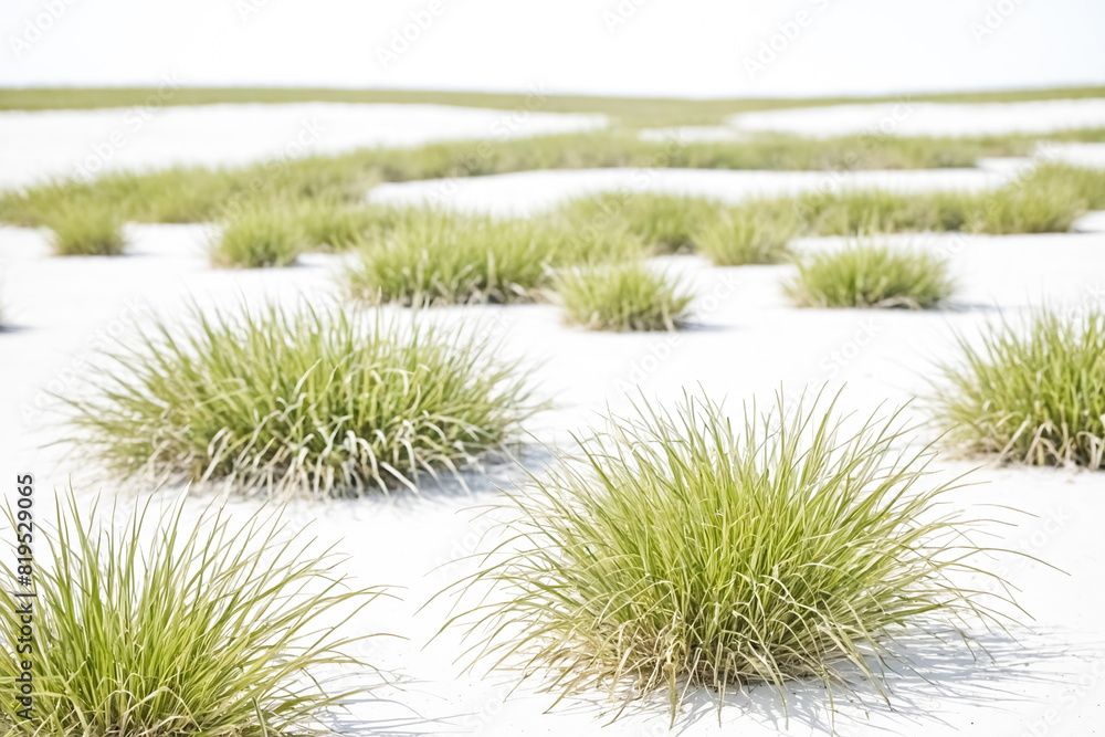 Green grass clumps on white sand Green grass clumps on white sand