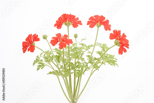 Wallpaper Mural Red Flowers on White Background Torontodigital.ca