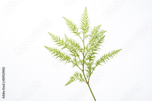 Green fern branch on white background