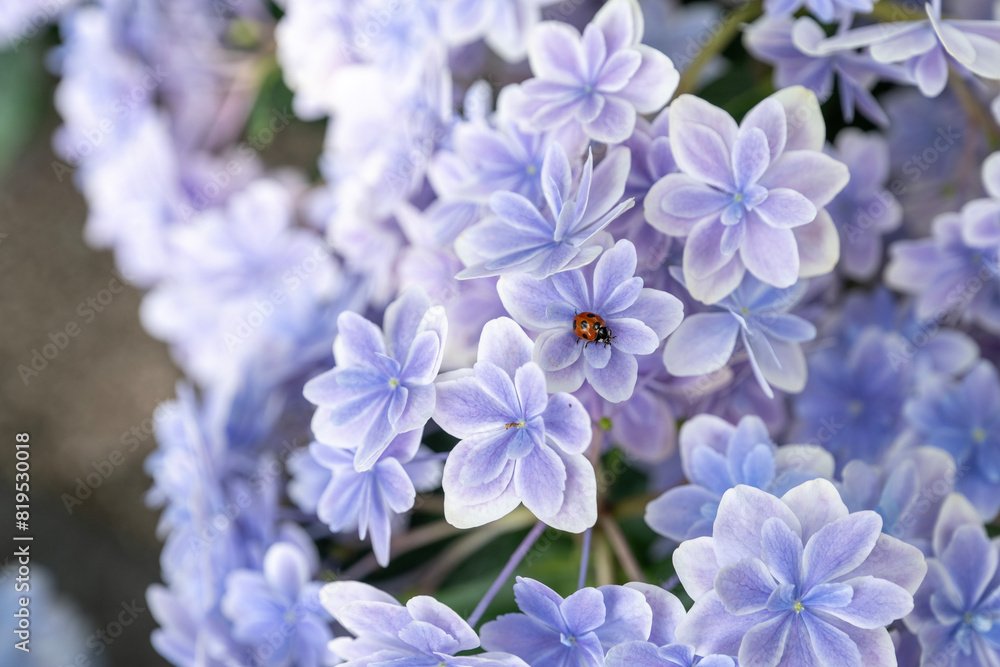 紫陽花とてんとう虫 紫陽花とてんとう虫