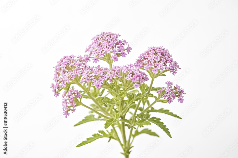 Pink Verbena Flower Isolated on White Background Pink Verbena Flower Isolated on White Background