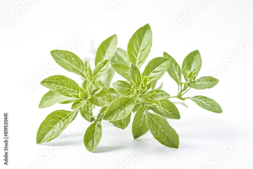 Green Plant Leaves on White Background