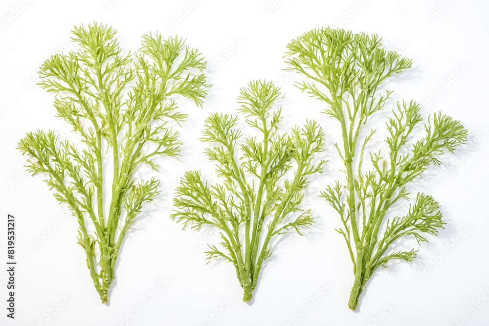 Green Seaweed on White Background