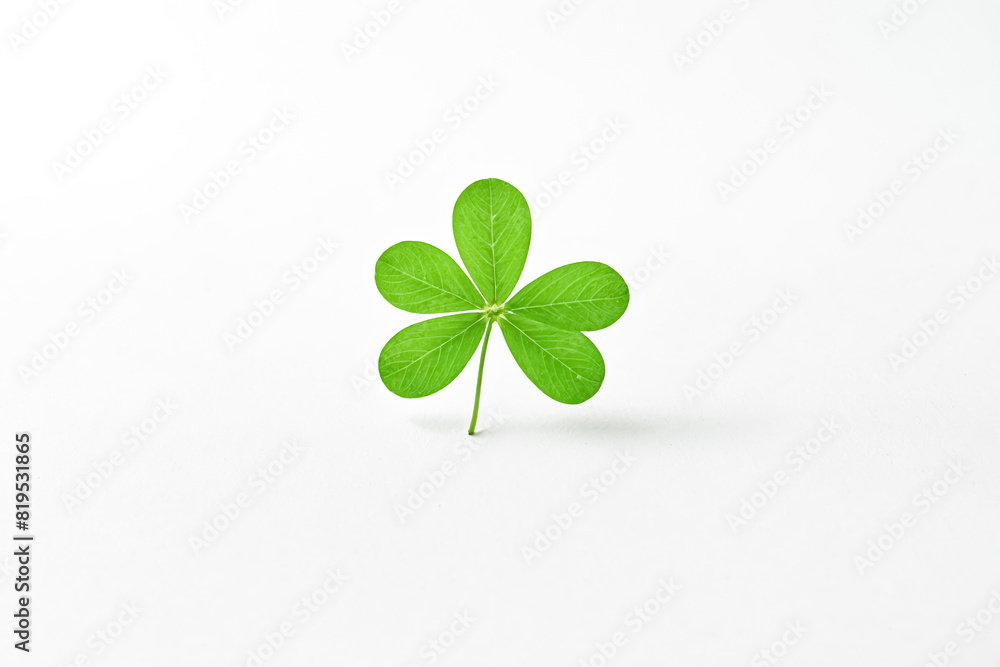 Single Green Clover Leaf Isolated on White Background Single Green Clover Leaf Isolated on White Background