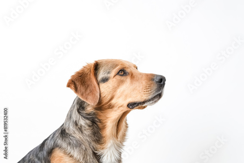 Portrait of a Dog Looking to the Right