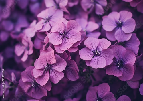 beautiful purple lila flowers in close up shot, in the style of split toning, colorful palette © tydeline