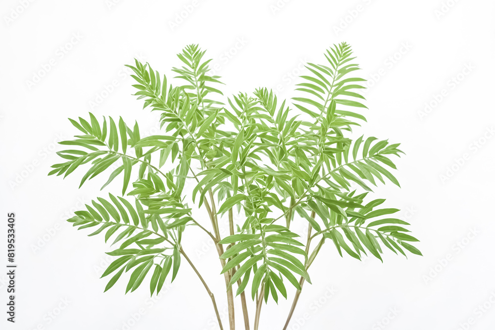 Green palm leaves isolated on white background Green palm leaves isolated on white background