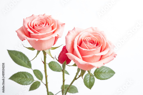 Pink roses with green leaves on white background