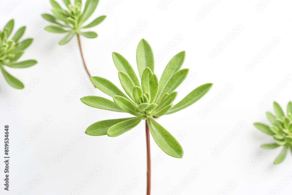 Green Succulent Plant on White Background Green Succulent Plant on White Background
