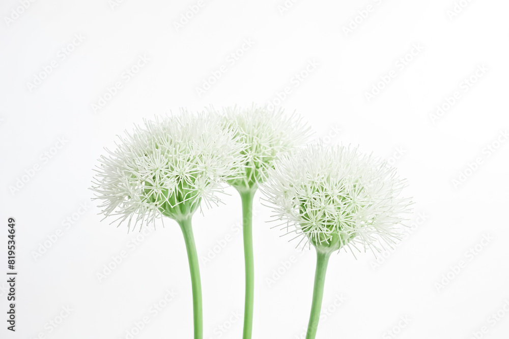 White Dandelion Flowers with Green Stems on White Background White Dandelion Flowers with Green Stems on White Background
