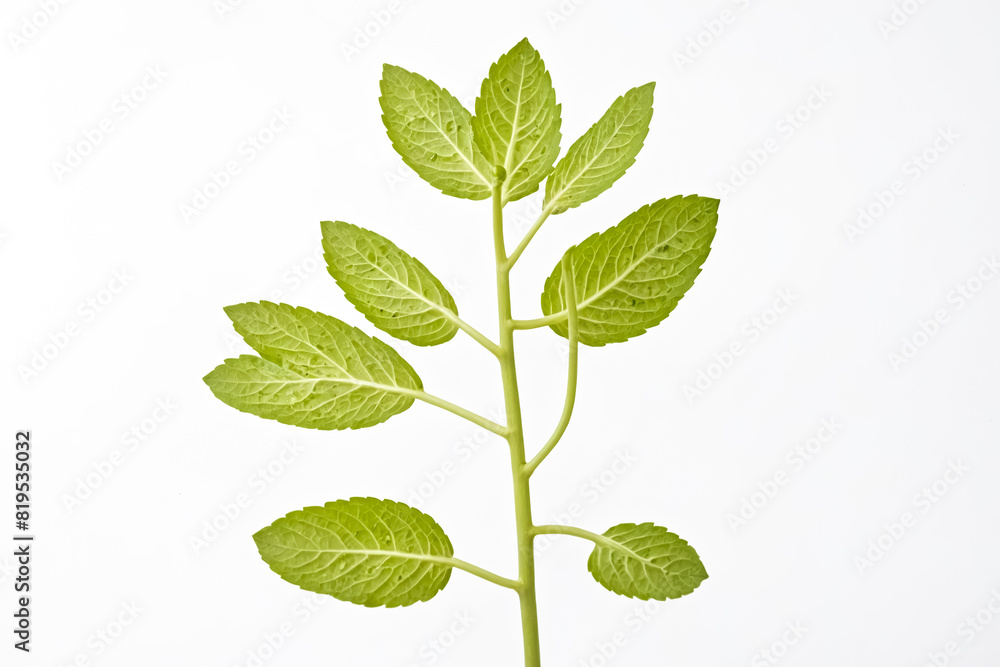 Close-Up of a Single Mint Leaf on White Background Close-Up of a Single Mint Leaf on White Background